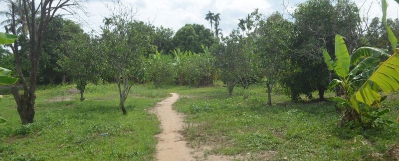 4 hectares land in kampot for sale (3)