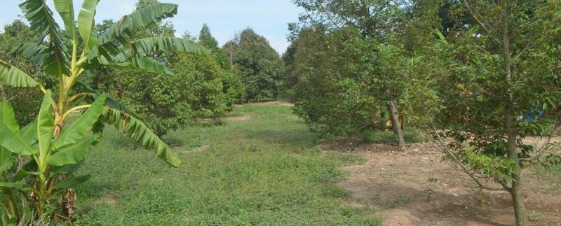 4 hectares land in kampot for sale (4)