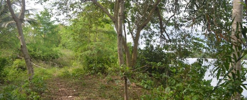 4 hectares land in kampot for sale (6)