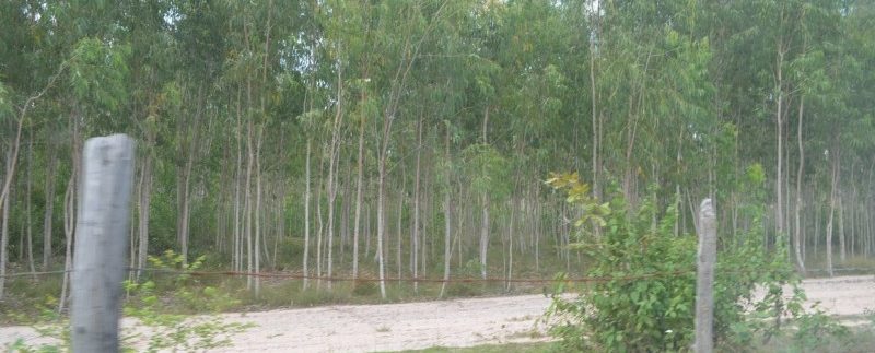 6.5 hectares for sale or exchange in Ou Dong (5)