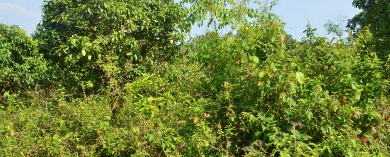 53m X56 Land For Sale In Kep (3)
