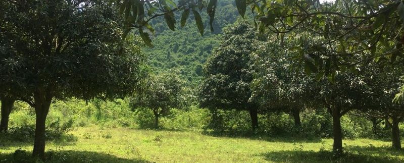 Land 2Hectars For Sell In Kep (11)