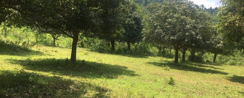 Land 2Hectars For Sell In Kep (7)