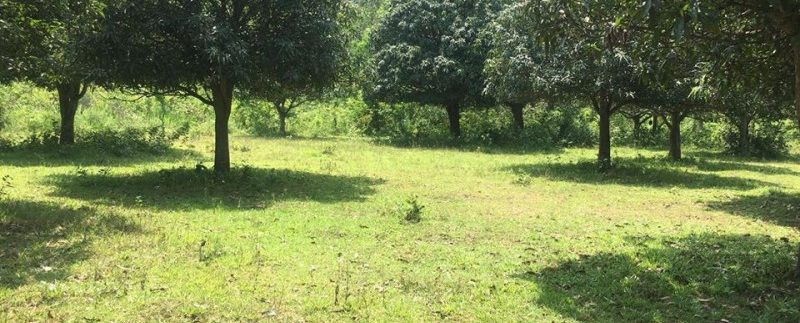 Land 2Hectars For Sell In Kep (9)