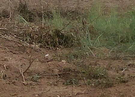 Land For Sale Along MEKONG RIVER (5)