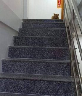 51121273_389934045093425_1305393152852492288_n