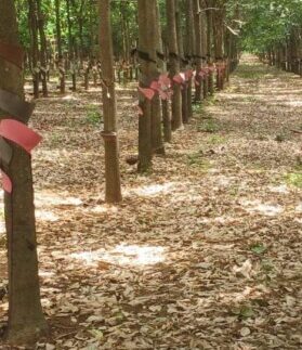 IMG_20200726_155225_796