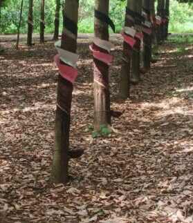 IMG_20200726_155230_205