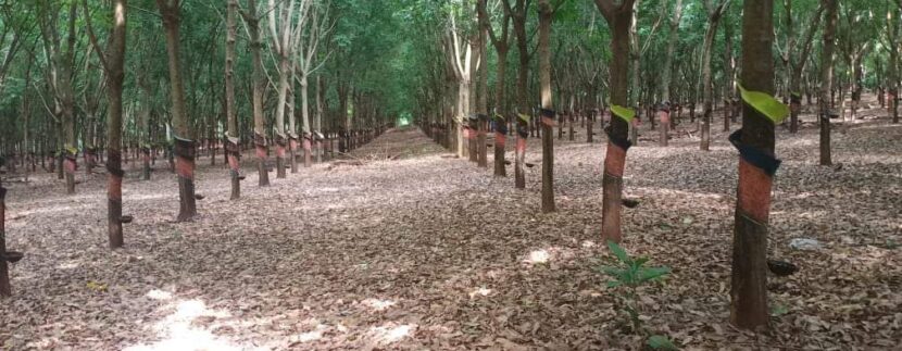 IMG_20200726_155237_151