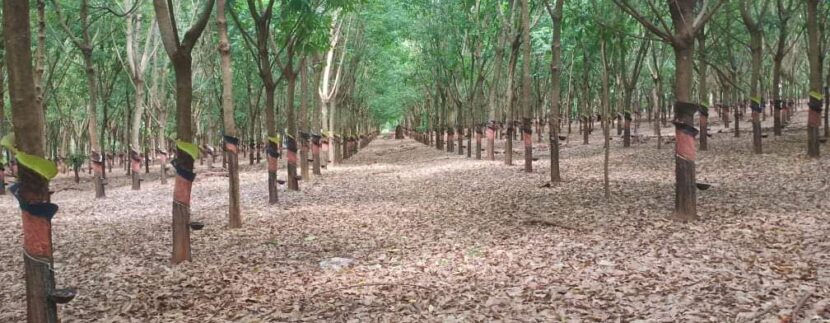 IMG_20200726_155240_103