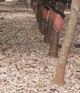 IMG_20200726_155242_066