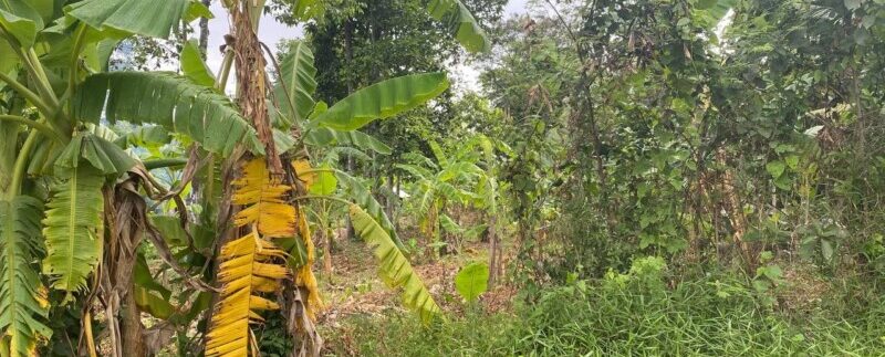 photo_2021-06-15_08-52-51