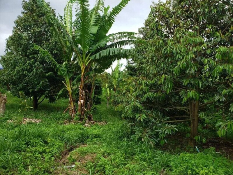 Durian Farmland For Sale at Kompot Province